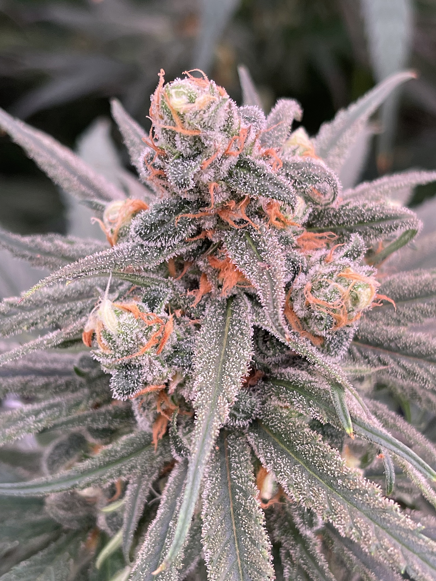 Big Buds @ the Dime Bag Greenhouse