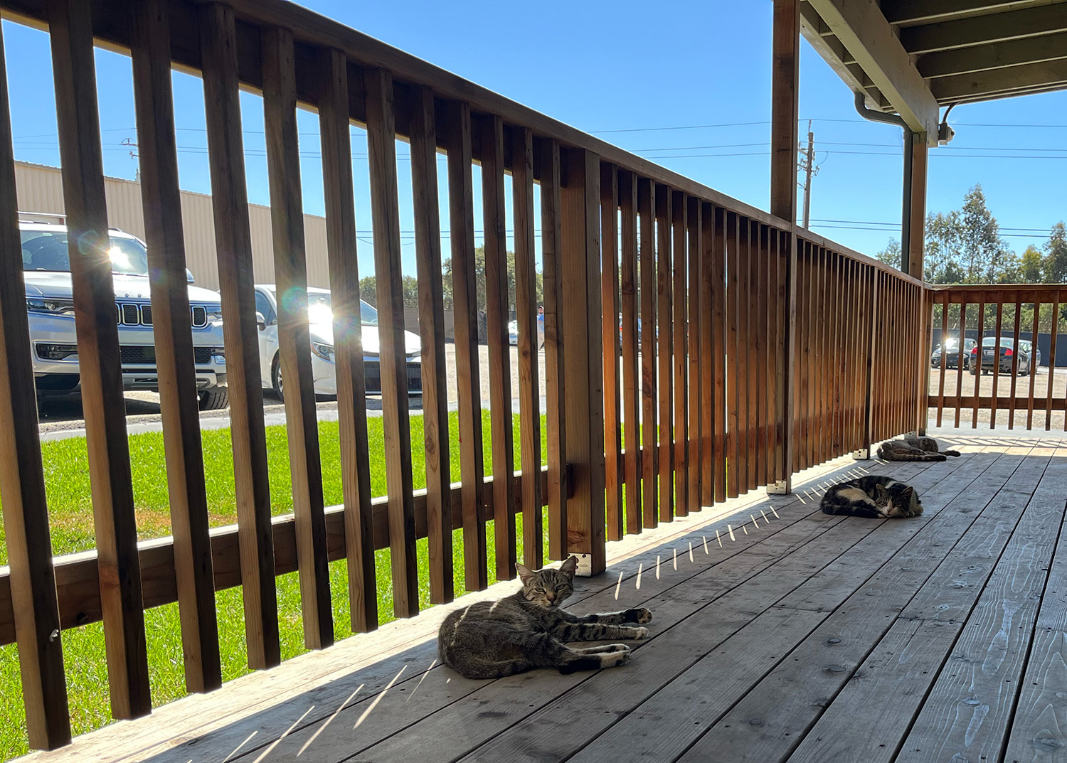 Porch Cats @ Dime Bag Farm