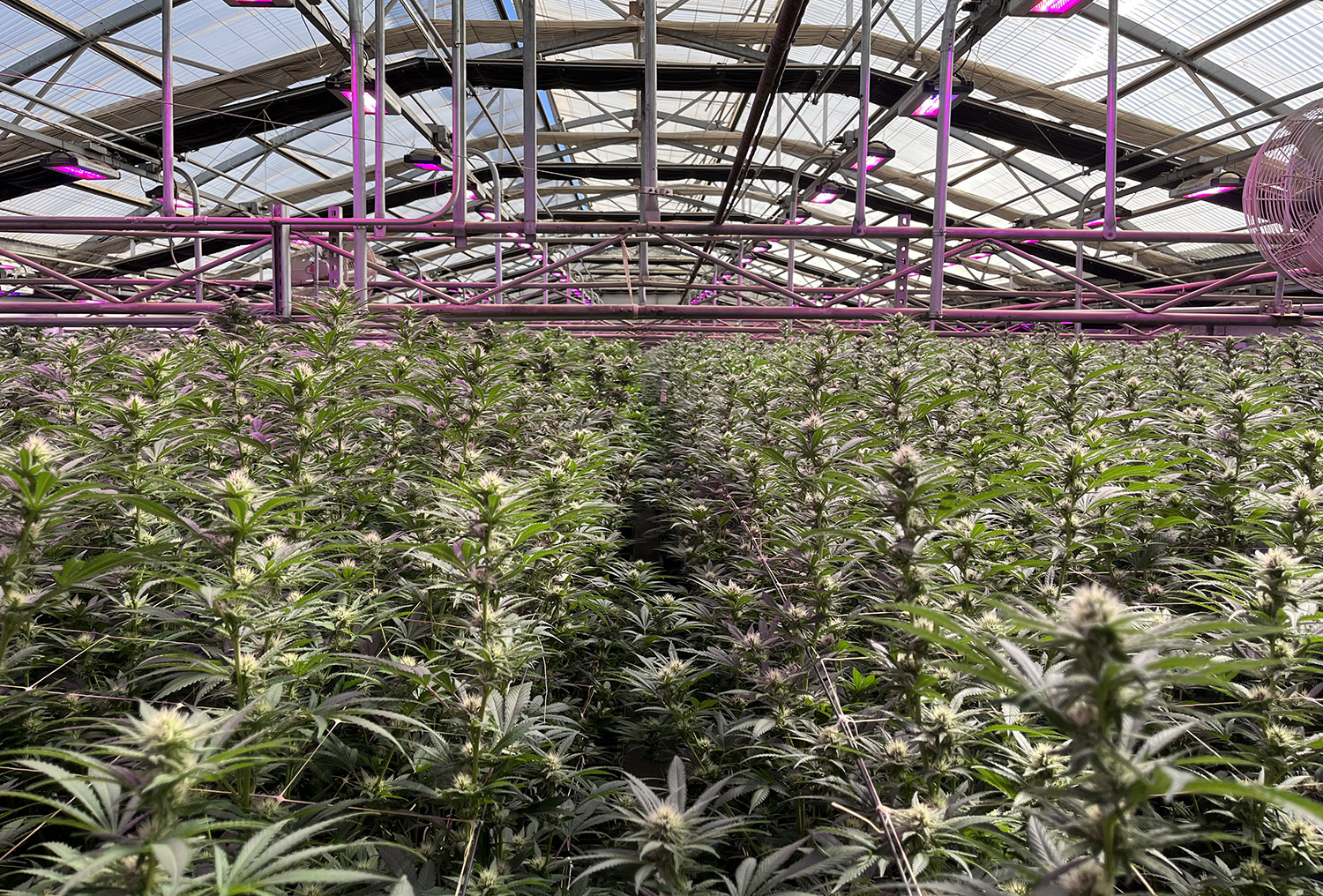 Big Buds @ in Dime Bag Greenhouse