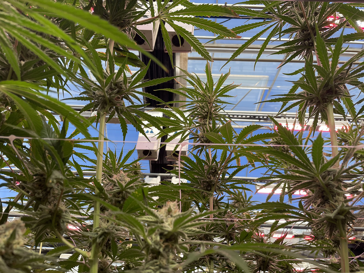 New roof @ Dime Bag greenhouse