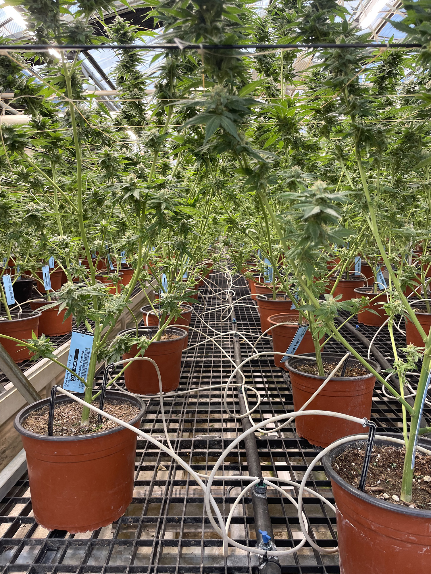 Plant hydration @ the Dime Bag greenhouse